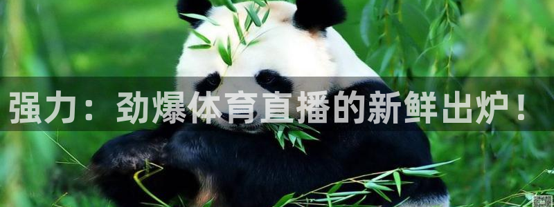 360足球直播高清：强力：劲爆体育直播的新鲜出炉！