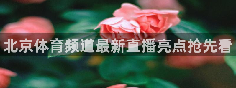 360免费看球：北京体育频道最新直播亮点抢先看